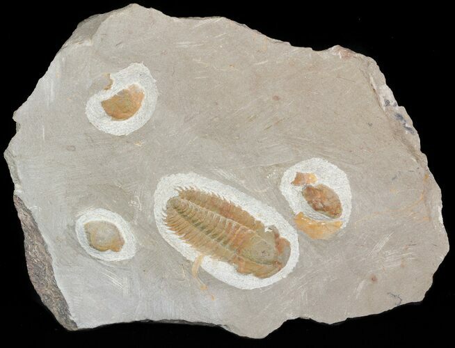 Bargain, Hamatolenus Trilobite (Molt) - Tinjdad, Morocco #47348